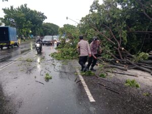 Hujan Deras dan Angin Kencang Timbulkan Kecelakaan, Pohon Tumbang di Jalur Pantura Pati-Kudus