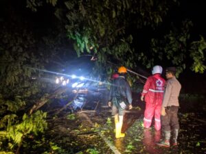 Kecelakaan Alam: Pohon Raksasa Tumbang, Arus Lalu-lintas Pantura Pati Tersendat