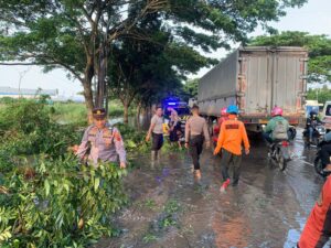 Pohon Tumbang di Jalur Pantura Pati-Juwana Akibat Hujan Deras, Arus Lalulintas Macet