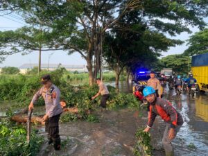 Kapolresta Pati: Hujan Deras dan Angin Kencang Sebabkan Pohon Mahoni Tumbang di Desa Purworejo