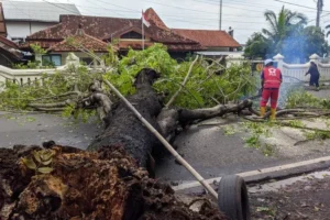 Diguyur Hujan Lebat, Pohon Trembesi Berdiameter Nyaris 1 Meter Tumbang di Pati