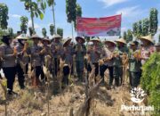 Dukung Pertanian, Perhutani dan Polda Jateng Panen Raya Jagung di Purwodadi