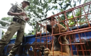 Polrestabes Semarang Gagalkan Pengiriman 226 Anjing dari Subang ke Solo Yang Akan Dijagal