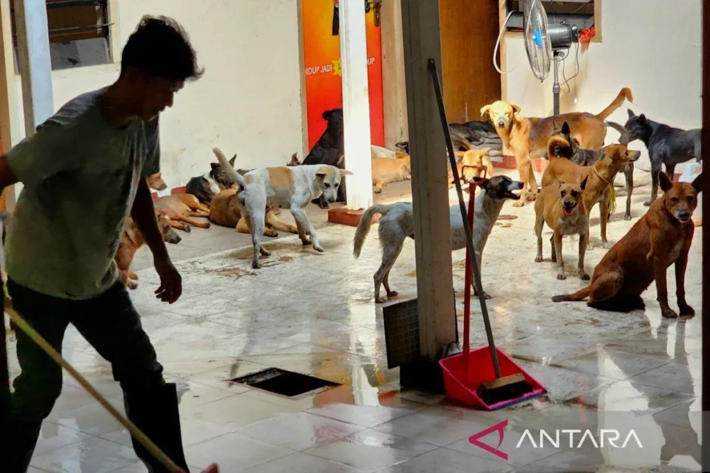 Perawatan Lanjutan Ratusan Anjing, Polrestabes Semarang Gandeng Pemangku Kepentingan