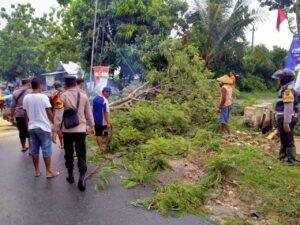 Respon Cepat Polresta Pati, Evakuasi Pohon Tumbang Melintang di Jalan Sukolilo – Prawoto