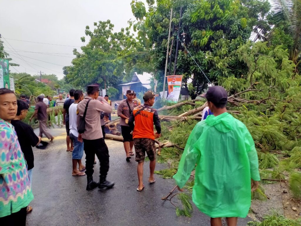 Evakuasi Darurat: Pohon Sengon Tumbang di Kedungwinong, Sukolilo