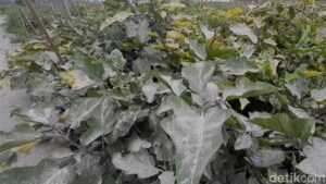 Abu Merapi Masih Menempel di Kebun Sayur, Petani Boyolali Berharap Turun Hujan