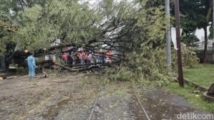 32 Pohon Tumbang dan Stan Bazar Ambruk Akibat Hujan-Angin Kencang di Solo