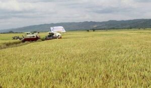 Panen Raya Padi di Kabupaten Demak, Harga Gabah Turun