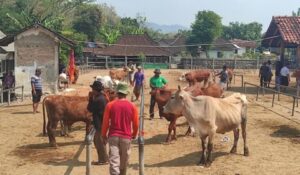 Antraks Muncul di Gunungkidul, Wonogiri Awasi Pergerakan Hewan Ternak