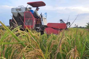 Kementan Sebut Demak panen raya sekitar 560 ribu ton gabah kering