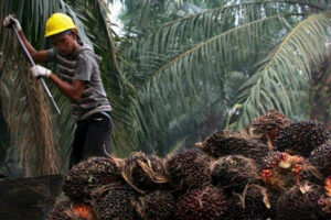 Curi 161 Janjang Sawit, Pria di Lamandau di Ringkus