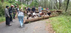 Pengguna Jalan Wajib Waspadai Pohon Tumbang di Ruas Gripit-Kalibening Banjarnegara