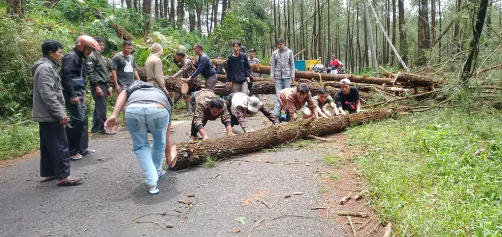 Pengguna Jalan Wajib Waspadai Pohon Tumbang di Jalan Gripit-Kalibening Banjarnegara