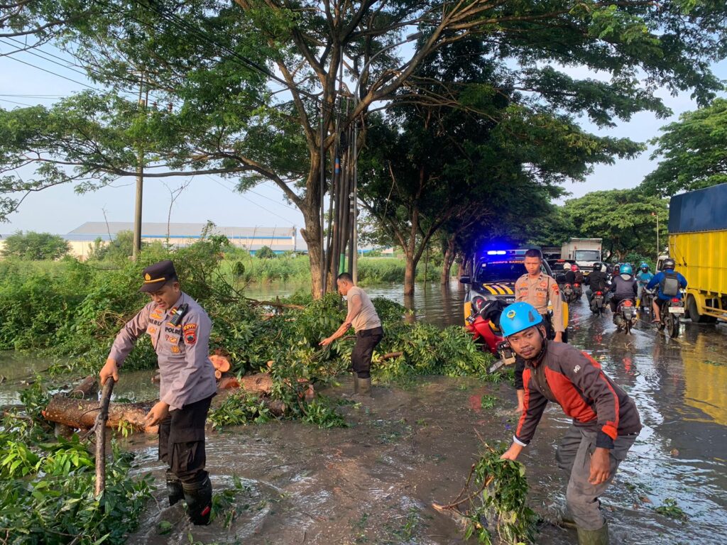 Kapolresta Pati: Hujan Deras dan Angin Kencang Sebabkan Pohon Mahoni Tumbang di Desa Purworejo