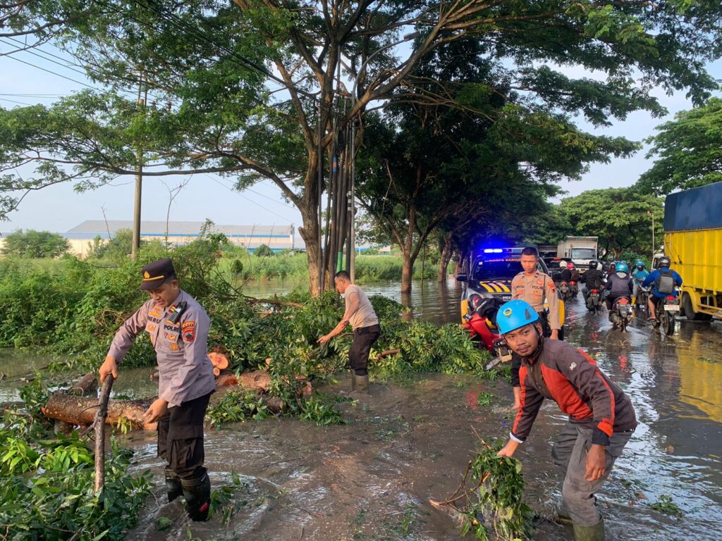 Jalur Pantura Pati-Juwana Tersendat Akibat Pohon Tumbang, Petugas Polisi Turun Langsung ke Lapangan