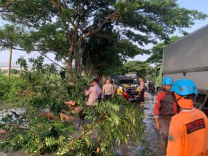 Evakuasi Pohon Tumbang di Jalan Pantura Pati – Juwana, Polisi Cegah Kemacetan