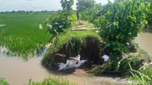 Sebanyak 68 Hektare Padi Terendam Akibat Longsor-Tanggul Sungai Jebol di Klaten