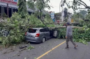 Pohon Tumbang di Tanjakan Tanah Putih Semarang Timpa Mobil Datsun Go+, Begini Kondisi Sopir yang Sempat Terjepit