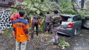 Pohon Tumbang karena Angin Kencang di Semarang, Timpa Mobil di Jalanan