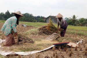 Memasuki Musim Panen, Harga Beras Mulai Turun