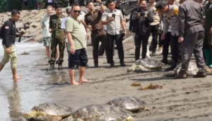 Belasan Penyu Selundupan di Jembrana Bali dilepas ke Laut