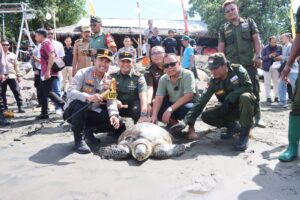 18 Penyu Hijau Hasil Sitaan Dilepasliarkan Kapolres Jembrana