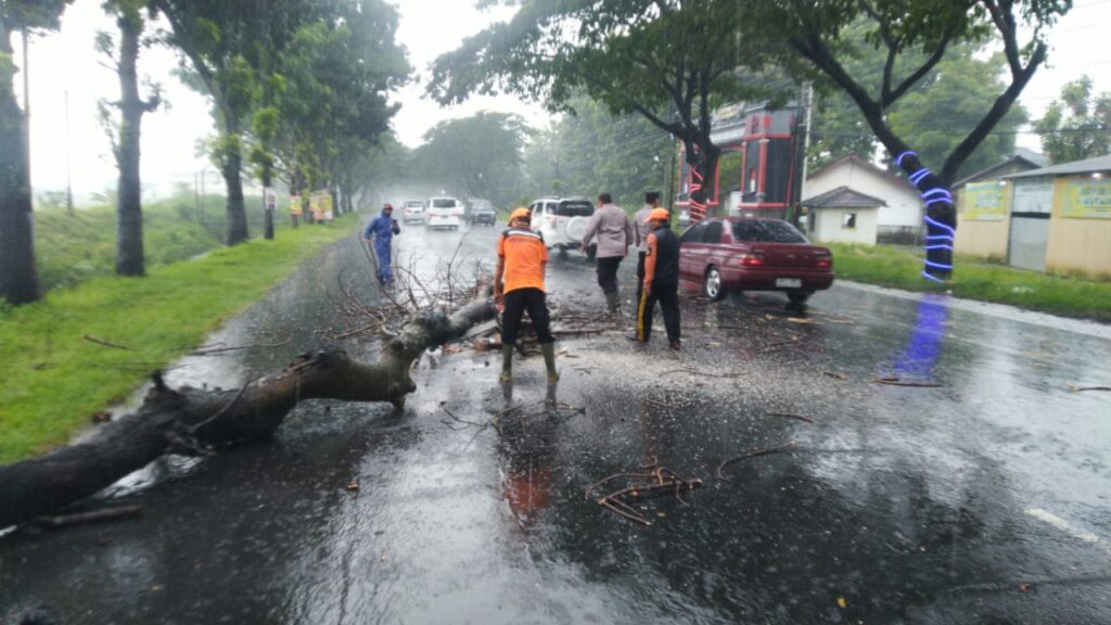 Polisi di Pati Sigap Evakuasi Pohon Tumbang yang Halangi Jalur Mudik Lebaran Jalan Pantura