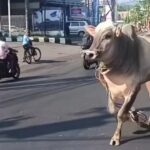 Beredar Video Seekor Sapi Berlarian di Jalan Raya Semarang Hendak Dikurbankan