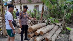 Polsek Purwoharjo Polresta Banyuwangi Ungkap Kasus Illegal Logging, Dua Pelaku Diamankan