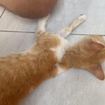 Komunitas Cat Lover Siap Awasi Pelaporan Kasus Belasan Kucing Mati Massal di Malang