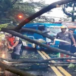 Kota Malang Diterjang Hujan, Dua Pohon Tumbang dan Banjir Menggenang