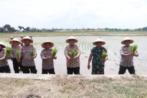 Polres Sukoharjo dan Pemda Olah 20 Hektar Sawah untuk Perkuat Ketahanan Pangan