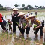 Gandeng Pemerintah Daerah, Polres Sukoharjo Dukung Ketahanan Pangan Siapkan 20 Hektar Lahan Sawah