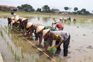 Sinergi Polres Sukoharjo dan Pemda: 20 Hektar Sawah Disiapkan untuk Ketahanan Pangan