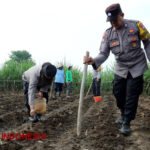 Giat Dukung Ketahanan Pangan, Polresta Malang Kota Gandeng Petani Tanam Cabai dan Jagung