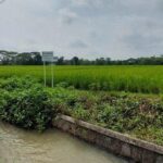 Petani di Sragen Kehilangan Padi dan Motor, Terekam Kejadian Pilu di Sawah