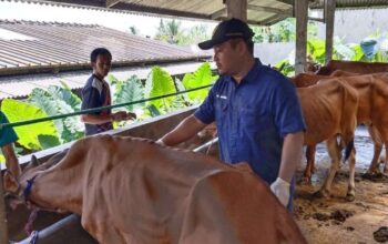 Waspadai Penyebaran PMK, Banyumas Fokus pada Vaksinasi dan Pengawasan Ternak