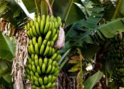 Curi Pisang untuk Bertahan Hidup, Remaja Pati Malah Diarak Massa